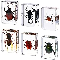 【コエポン】お取り置き品 昆虫標本 71Cv8-9W3+L._AC_UL210_SR210,